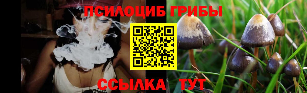 Галлюциногенные грибы Psilocybe Тверь